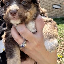 Girl 4 - Miniature Australian Shepherd puppy in Amarillo, Texas from Luna’s Mini Aussies