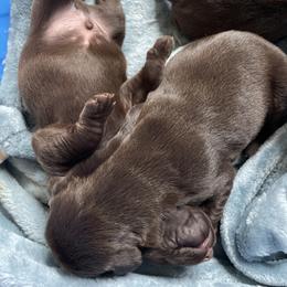 Pudelpointer Puppies from Saddle Creek Kennels