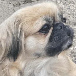 Sarah - Pekingese