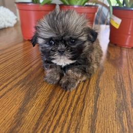 Andy - Sable and white male Shih Tzu puppy in Lakewood, Ohio from Purelyshihtzupups