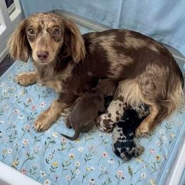 Sparrow - Dachshund