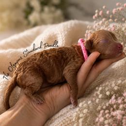 Princess Leia Organa - Red  female Poodle puppy in Spring Hills, Florida from The Olympus Standard Poodle