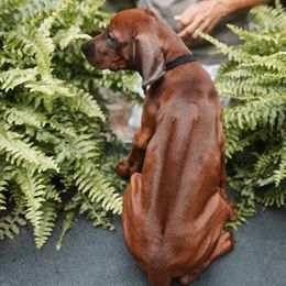 Rhodesian Ridgeback Puppies from African Legends Rhodesian Ridgebacks