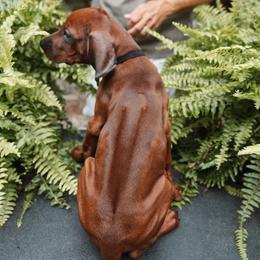 Rhodesian Ridgeback Puppies from African Legends Rhodesian Ridgebacks