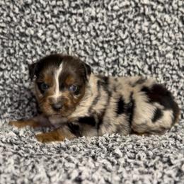 Dumplin - Blue merle male Miniature Australian Shepherd puppy in Michie, Tennessee from Acton Aussies