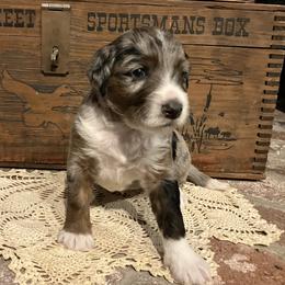 Annie - Blue merle female Aussiedoodle puppy in Orange Cove, California from Sand Creek Ranch Aussiedoodles