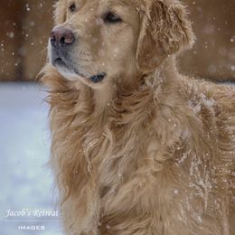 Golden Retriever All Grown Up from Firefly Cottage Golden Retrievers