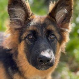 German Shepherds from Granite State K9 / Vom Jaren Haus Kennel