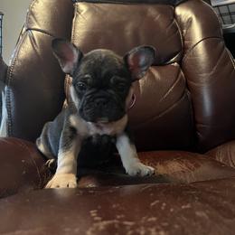 Girl 4 - Tricolors French Bulldog puppy in Tennessee from West Tennesse Frenchies