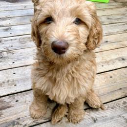 Goldendoodle Puppies from Lundee Doodles