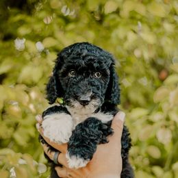 Pancake - Black and white male Sheepadoodle puppy in Patterson, California from Dooling Doodles