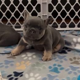 Delia - Tricolors female French Bulldog puppy in Spokane, Washington from Lilac City Frenchies