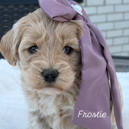 Frostie - Sable female Goldendoodle puppy in Estesburg, Kentucky from Wet Goldendoodle Kisses