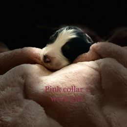 Australian Shepherd Puppies from Sydney’s Sweethearts