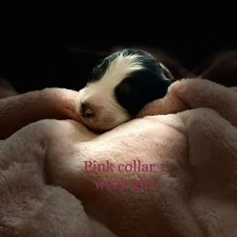 Australian Shepherd Puppies from Sydney’s Sweethearts