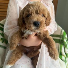 Archie - Apricot male Goldendoodle puppy in Lowville, New York from Adirondack Goldendoodles