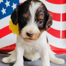 Assorted Doodle Crosses, Bernedoodle, Goldendoodle, and Labradoodle Puppies from Erica’s Doodles