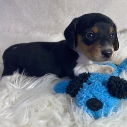 Nick - Piebald male Dachshund puppy in Gravois Mills, Missouri from Benji’s Babies