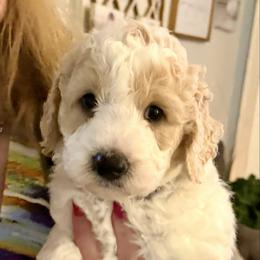 Milky Way - Parti male Goldendoodle puppy in Pensacola, Florida from Goldendoodles Love You in Pensacola Friend Edition