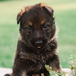 Boy 2 - Sable German Shepherd puppy in Princeton, West Virginia from Bright Haus German Shepherds