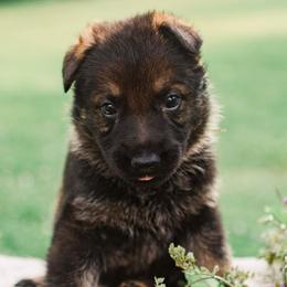 Boy 2 - Sable German Shepherd puppy in Princeton, West Virginia from Bright Haus German Shepherds