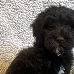 Purple Girl - Chocolate Goldendoodle puppy in Thomasville, North Carolina from North Carolina Doodles- Thomasville