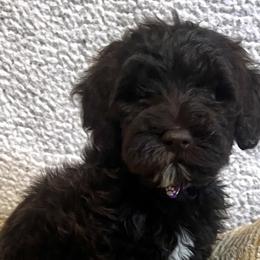 Purple Girl - Chocolate Goldendoodle puppy in Thomasville, North Carolina from North Carolina Doodles- Thomasville