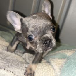 Sky Latte - Blue female French Bulldog puppy in New Castle, Delaware from Sasha’s Elite Kennel LLC
