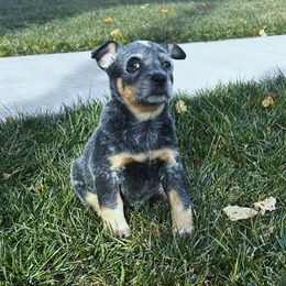 Australian Cattle Dog Puppies from Christensen Heelers