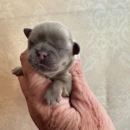 Annelle - Blue female Shih Tzu puppy in Beatrice, Nebraska from I Shih Tzu Not Puppies