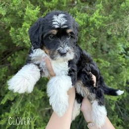 Clover - Tri-color male Bernedoodle puppy in Greenbrier, Arkansas from Tilley's Southern Doodles