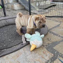Purple girl - Red fawn female Chinese Shar-Pei puppy in Fairfield, Texas from Majesty SharPei