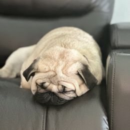 Squish - Pug