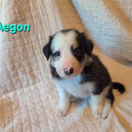 Aegon - Tri-color male Border Collie puppy in Watsontown, Pennsylvania from Kate Gresham