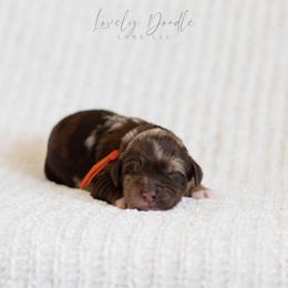 Orange Collar Boy - Merle male Australian Labradoodle puppy in Thousand Oaks, California from Lovely Doodle Lane