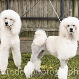 Chinese Crested and Poodle All Grown Up from Mindy Dobrow's Chinese Crested Puppies and standard poodles