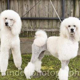 Chinese Crested and Poodle All Grown Up from Mindy Dobrow's Chinese Crested Puppies and standard poodles