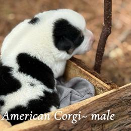 Mismark 1700 - Black and white male American Corgi puppy in Nashville, Arkansas from Whisenhunt Farms
