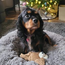 Daisy - Cavalier King Charles Spaniel