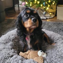 Daisy - Cavalier King Charles Spaniel