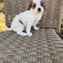 Cinderella - Parti female Goldendoodle puppy in Ashland, Kentucky from Still Waters Farm