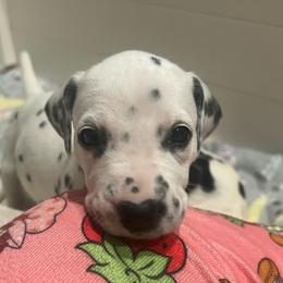 Twix - White and black female Dalmatian puppy in Austin, Texas from Dazzling Dalz