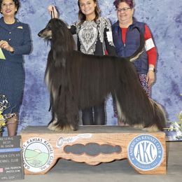 Player - Afghan Hound