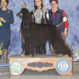 Player - Afghan Hound