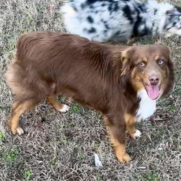 Oddie - Miniature American Shepherd