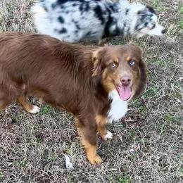 Oddie - Miniature American Shepherd