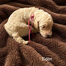 Eden - Apricot female Poodle puppy in Washington, Pennsylvania from Patriotic Poodles