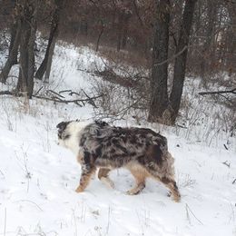 Australian Shepherd All Grown Up from TX Wild Heart Aussies