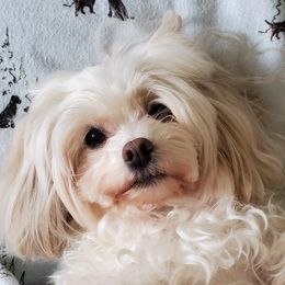 Maltipoo All Grown Up from Maltipoo FurBabies