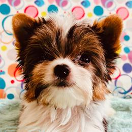 Yorkshire Terriers from Charm City Yorkie Boutique